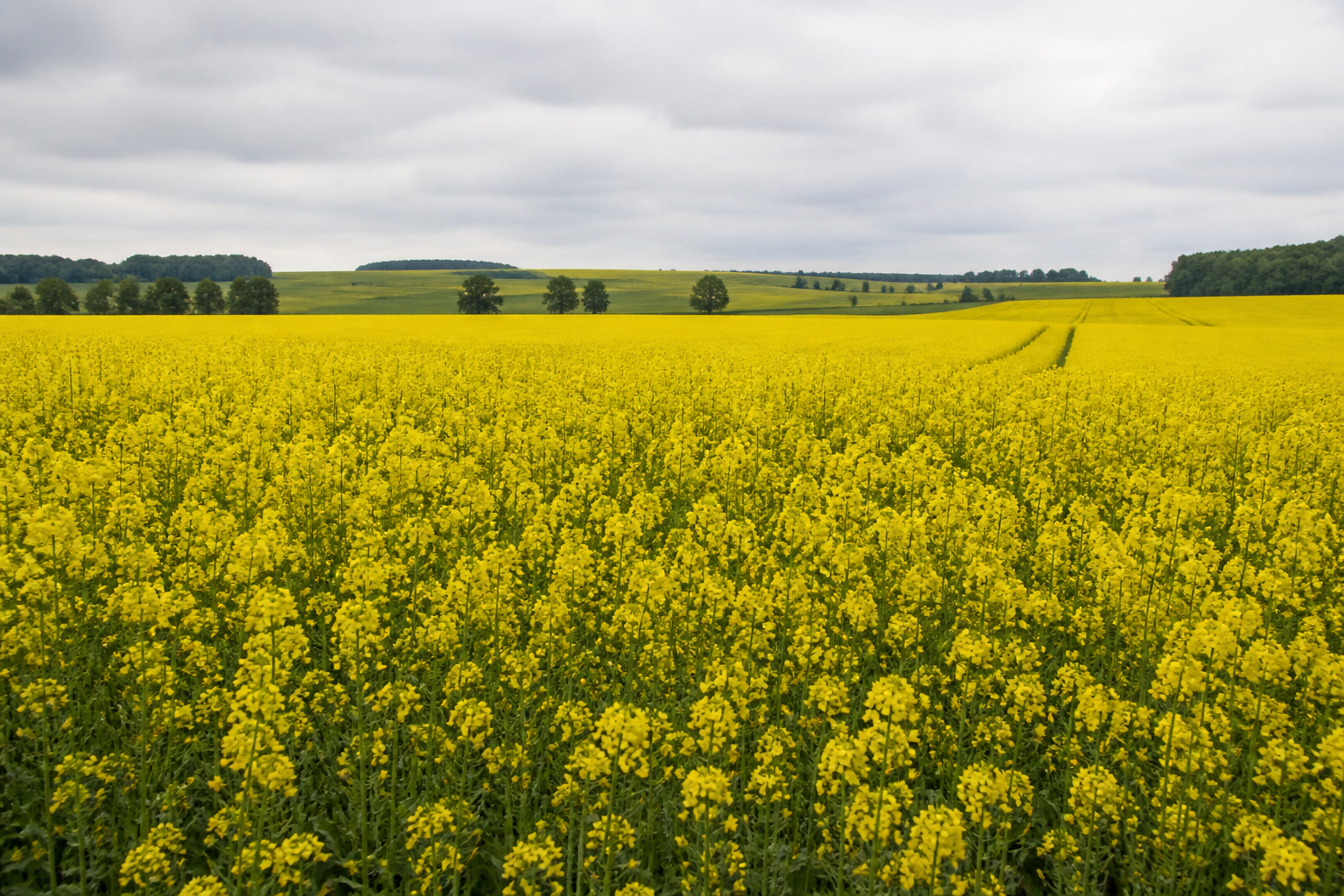 Rapeseed field crop context