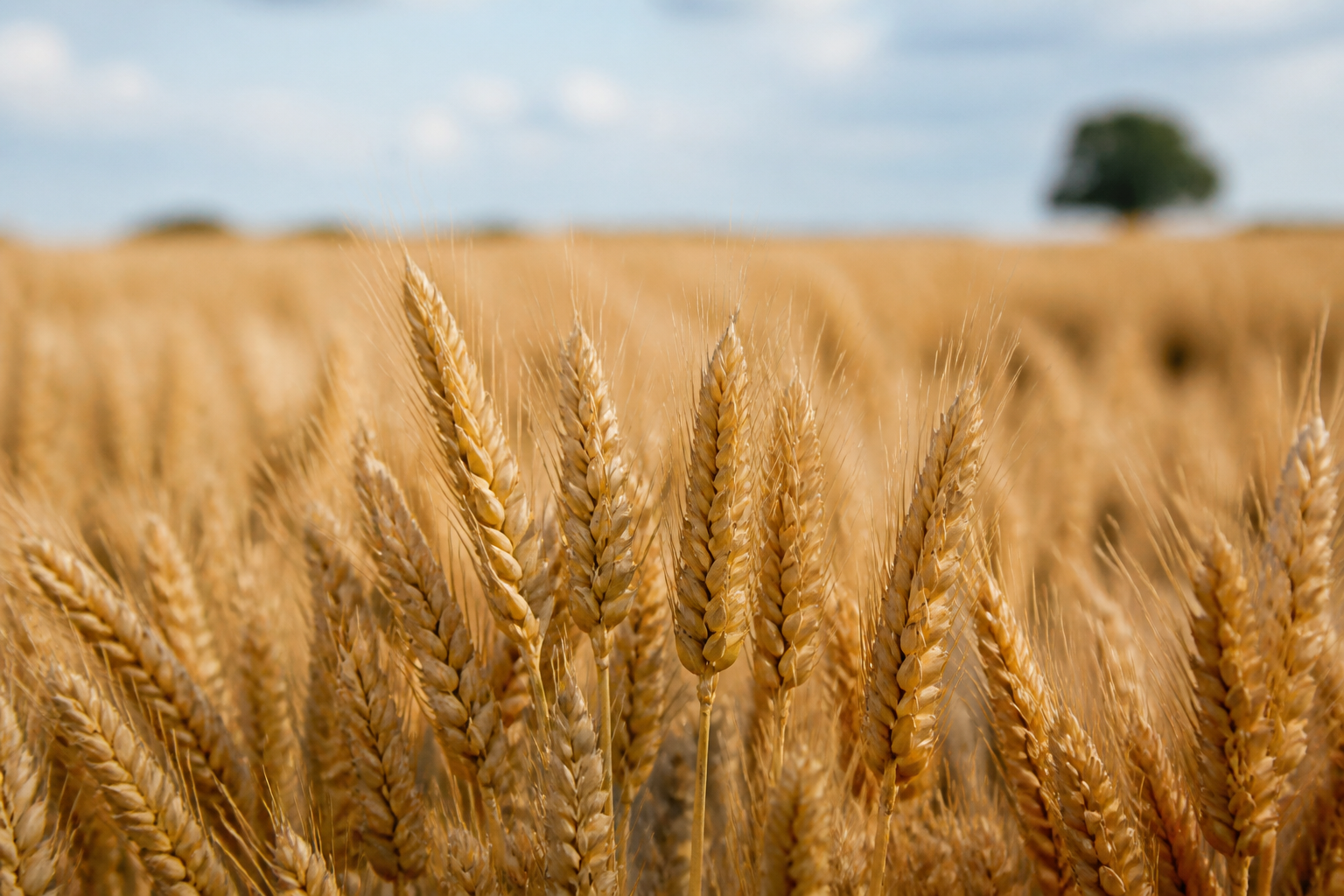Wheat field crop context